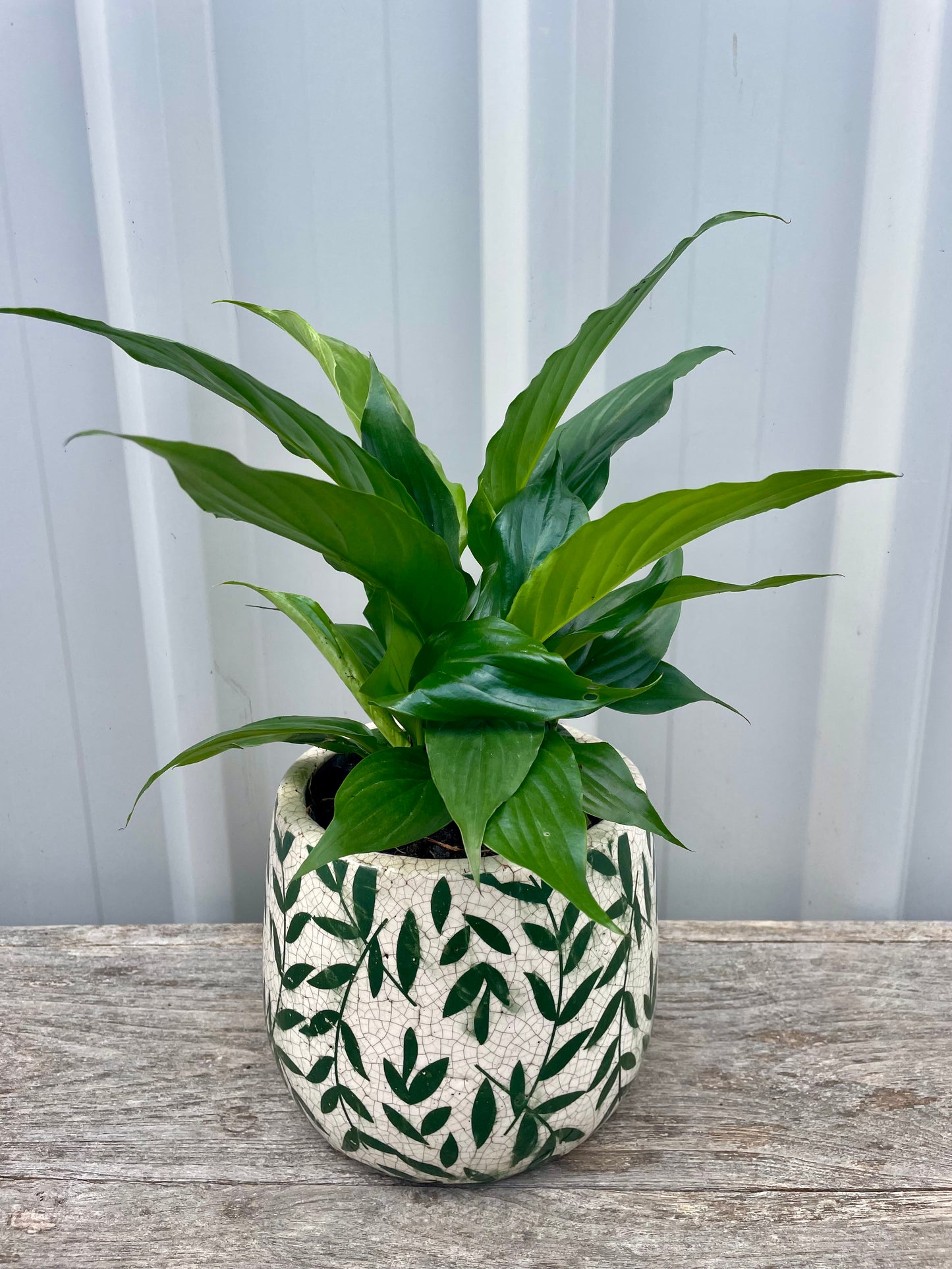 Peace Lily in White and Green Ceramic Pot