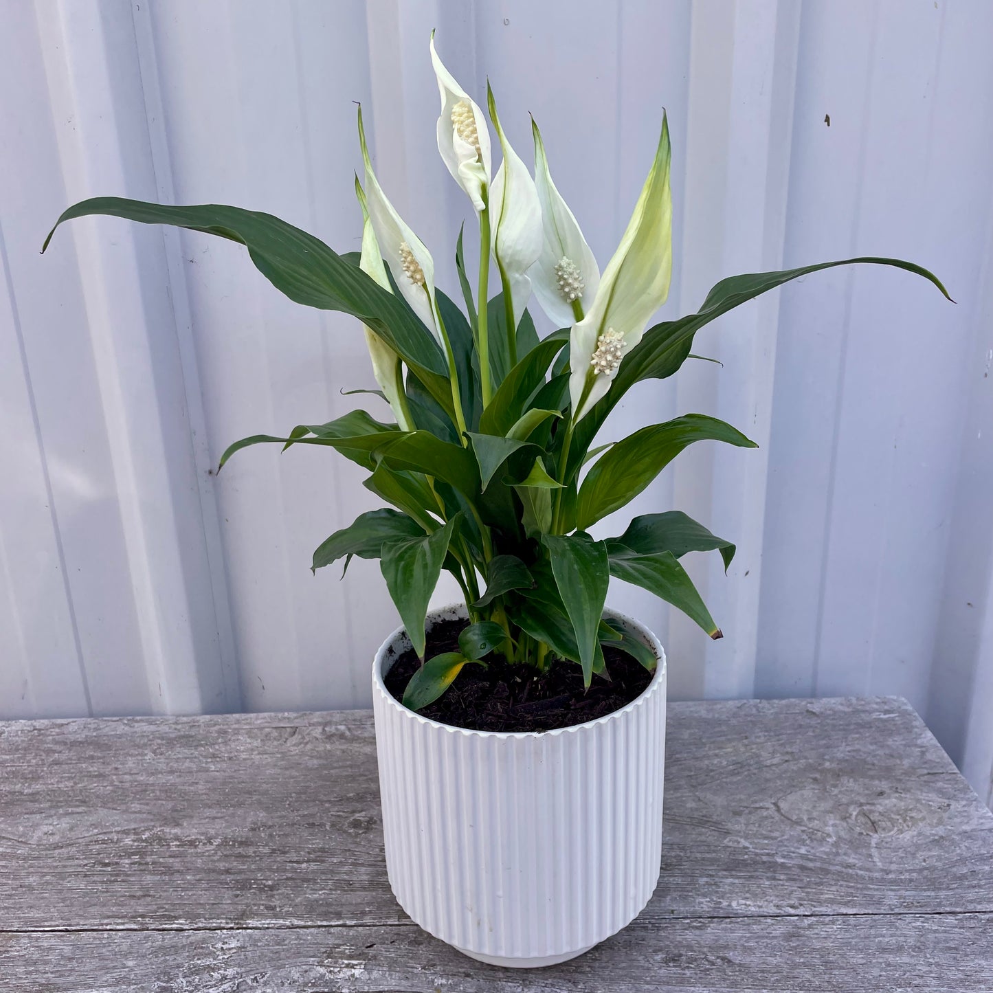 Peace Lily in Ceramic Pot