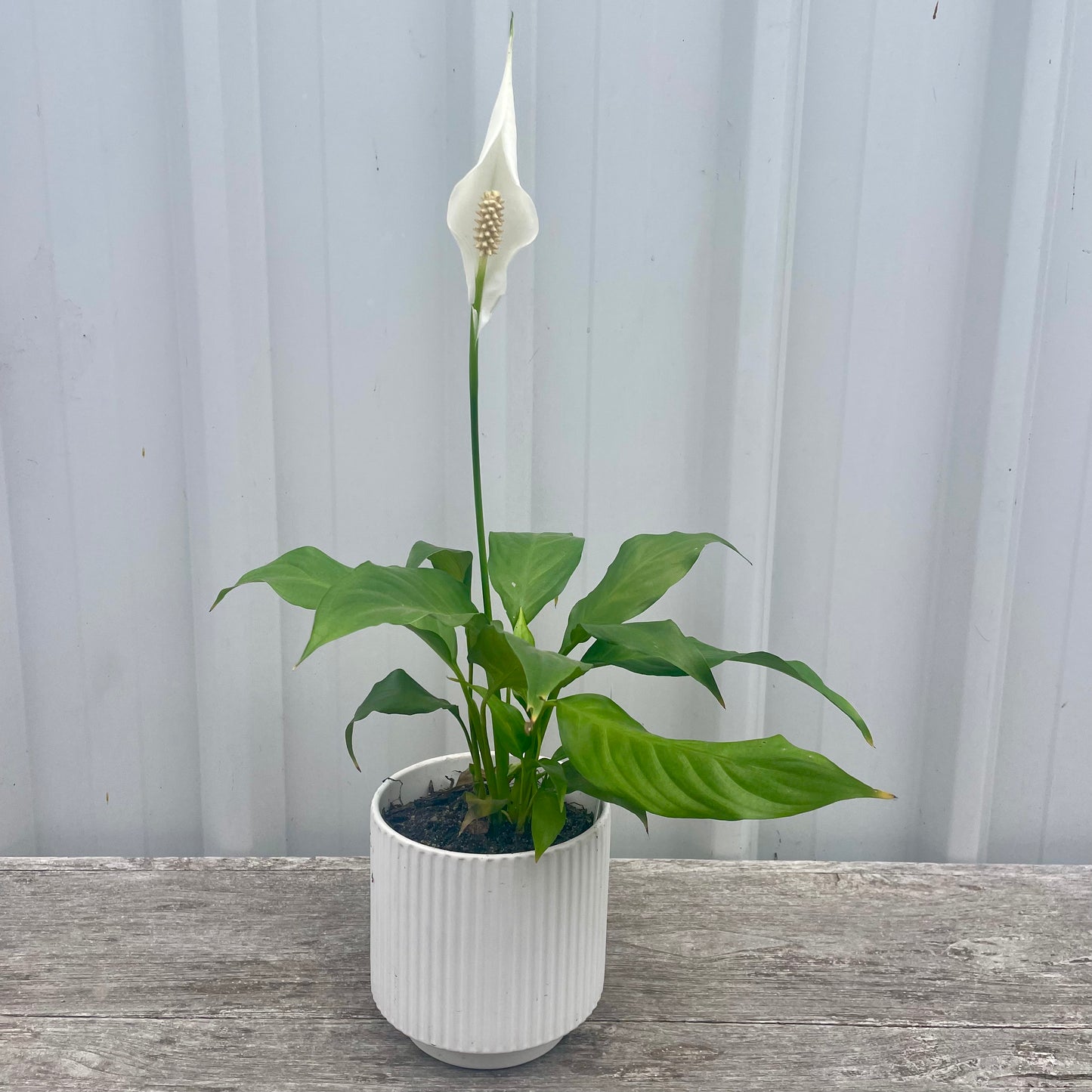 Peace Lily in Ceramic Pot