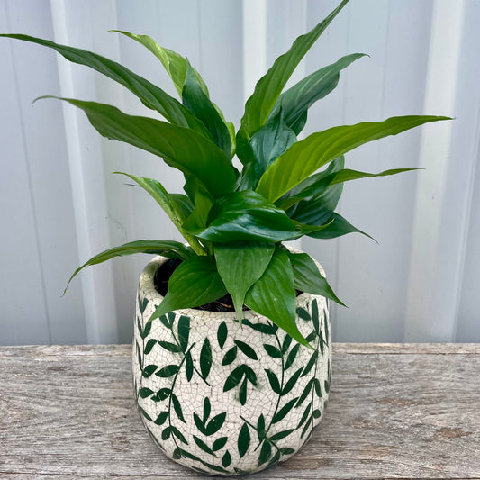 Peace Lily in White and Green Ceramic Pot