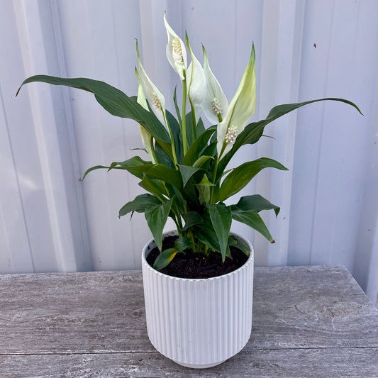 Peace Lily in Ceramic Pot