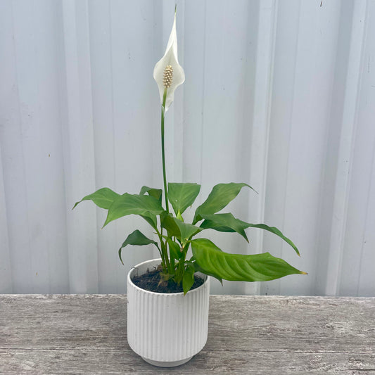 Peace Lily in Ceramic Pot